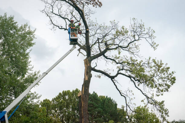 Residential Tree Removal in Fort Smith, AR